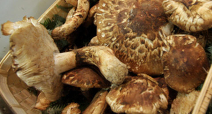 В Севастополе девять беркутовцев отравились грибами