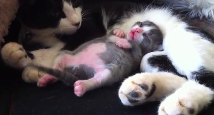 Эти забавные животные: Котенок танцует во сне (ВИДЕО)