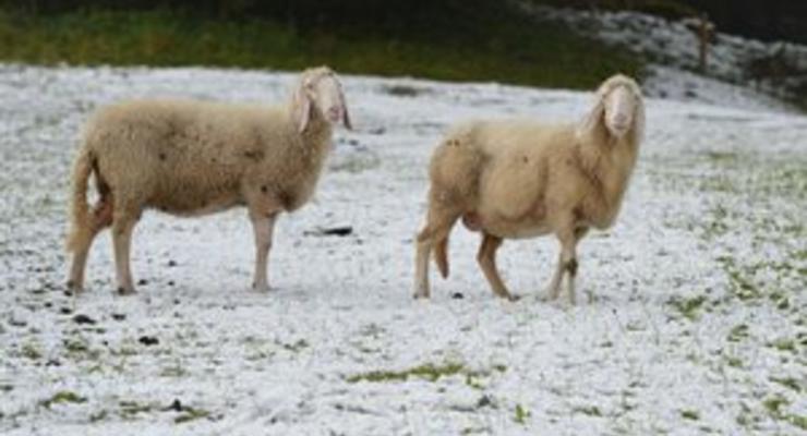 В Шотландии овца провела 11 дней под трехметровым слоем снега