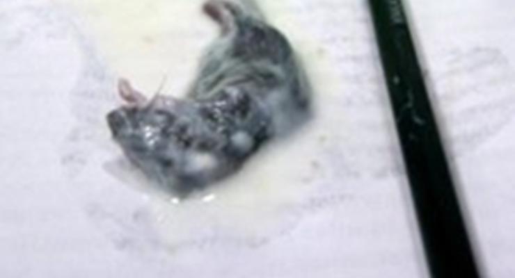 Жительница Луганской области заявила, что обнаружила в кефире дохлую мышь