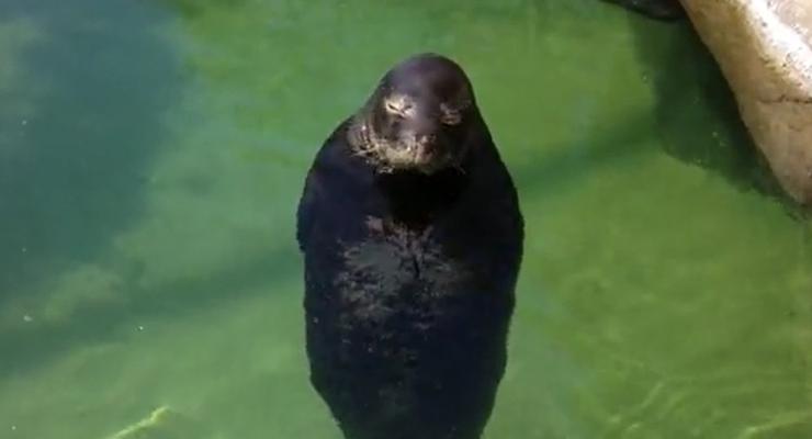 Смешные животные: Тюлень медитирует в воде (ВИДЕО)