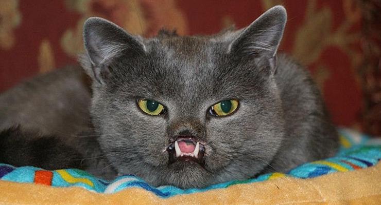 Найден единственный в мире кот-вампир (ФОТО)