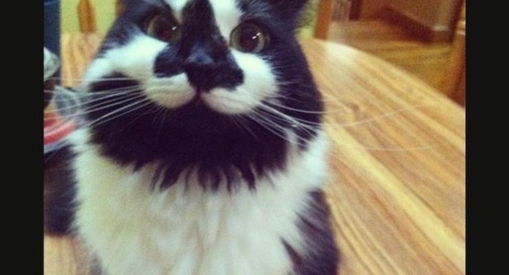 Кошка-улыбака заткнула за пояс Сердитого кота (ФОТО)