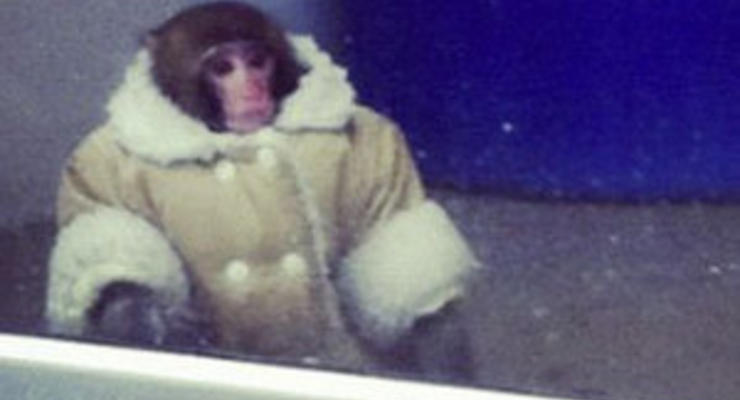 В мае возобновится суд по делу найденной в IKEA обезьяны в пальто