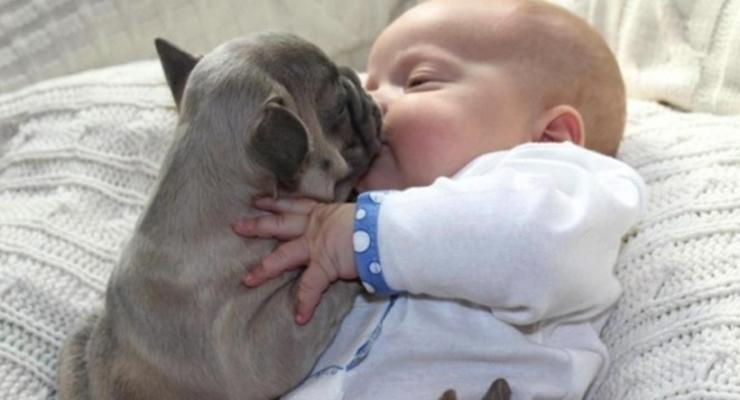 Самые милые ФОТО недели: Младенец и щенки французского бульдога