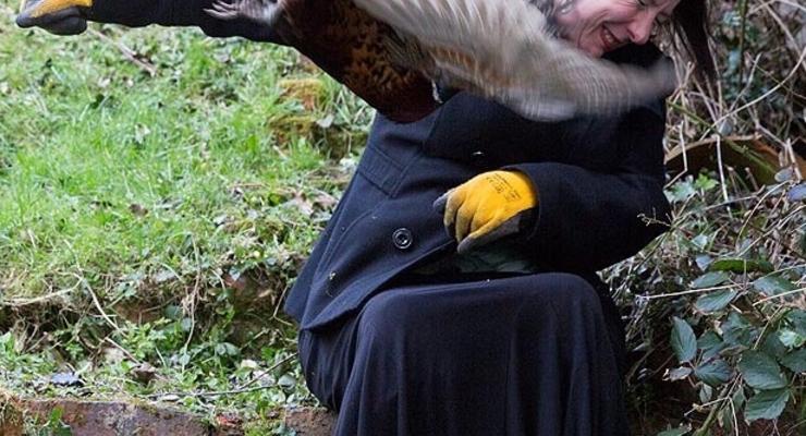 Чистое зло: Агрессивный фазан не дает жизни британцам (ВИДЕО)