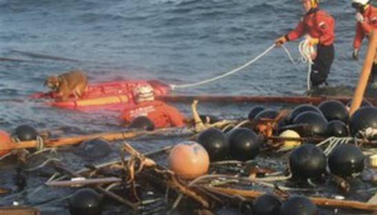 У южного побережья Японии произошло сильное землетрясение