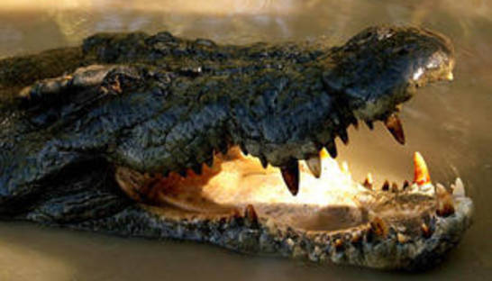 В Австралии французский рыбак отбился от прикусившего ему голову крокодила