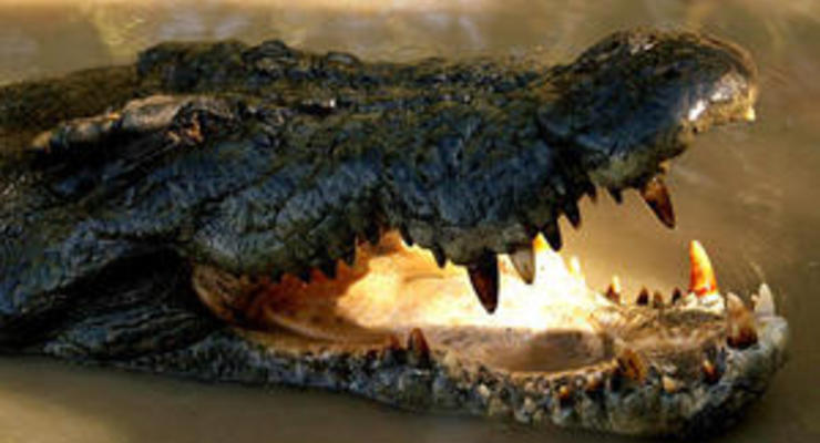 В Австралии французский рыбак отбился от прикусившего ему голову крокодила
