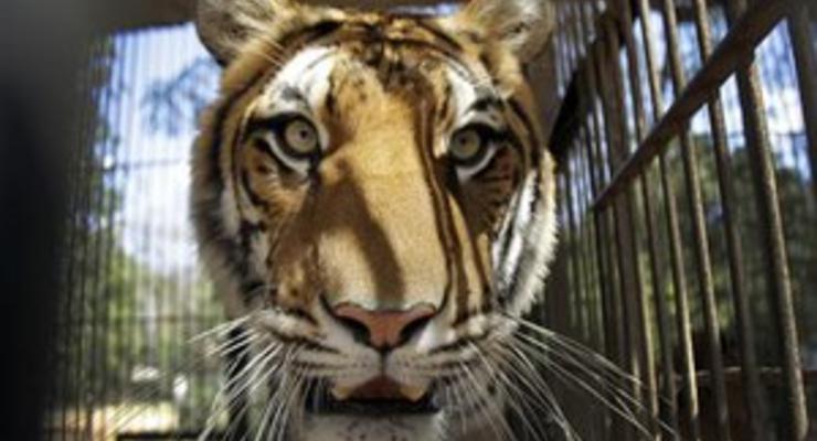 В США в уборной цирка женщина столкнулась с тигром