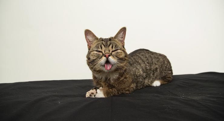 Кошка Lil Bub покорила интернет: ФОТО самого милого животного в мире