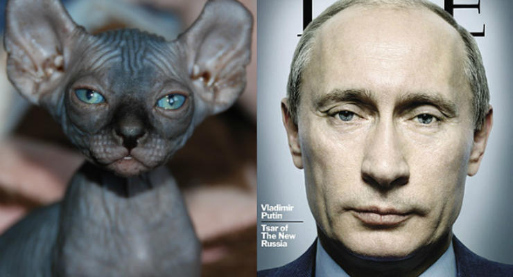 ФОТО котов, которые очень похожи на Путина