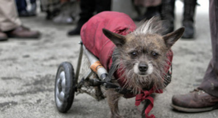 В Запорожье прошли соревнования среди бездомных собак