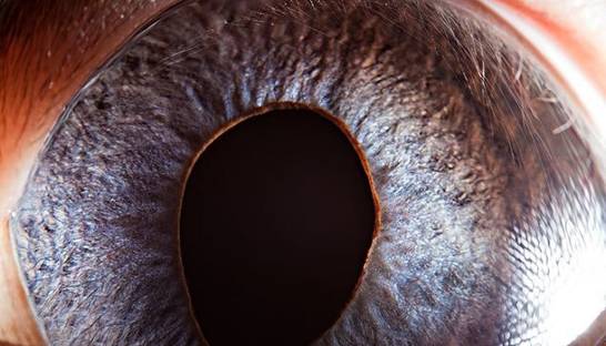 Эти глаза напротив: невероятно четкие фото зрачков животных