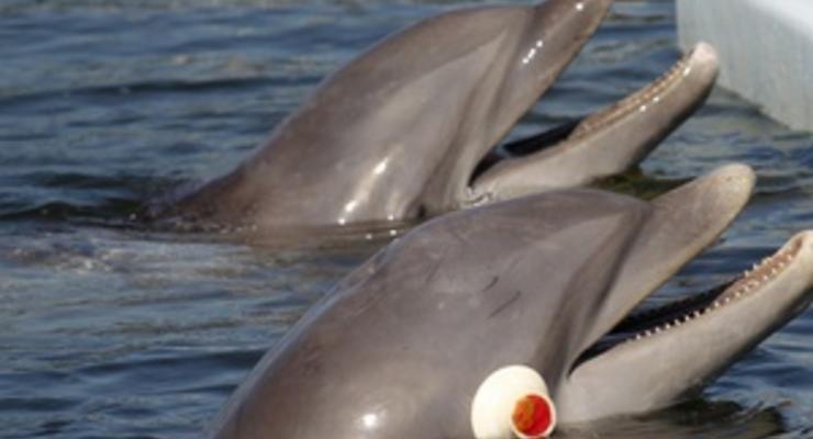 В Севастополе под арестом оказались питомцы городского дельфинария