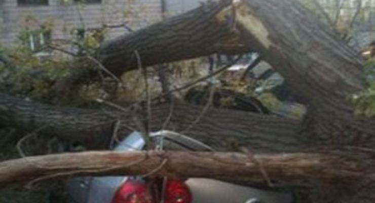 В Луганске упавшее дерево разбило три машины