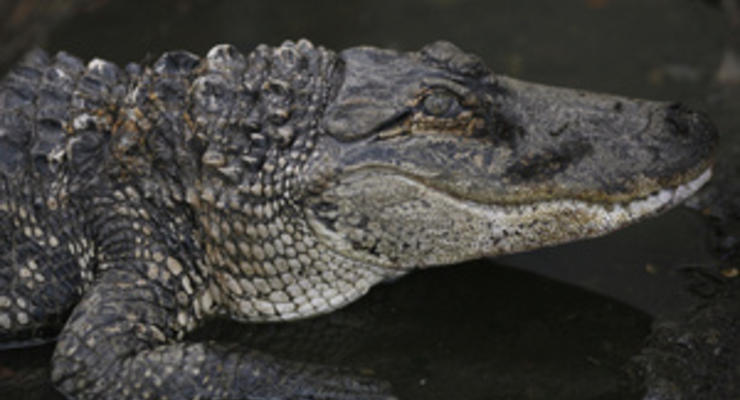 В Австралии на женщину напал крокодил