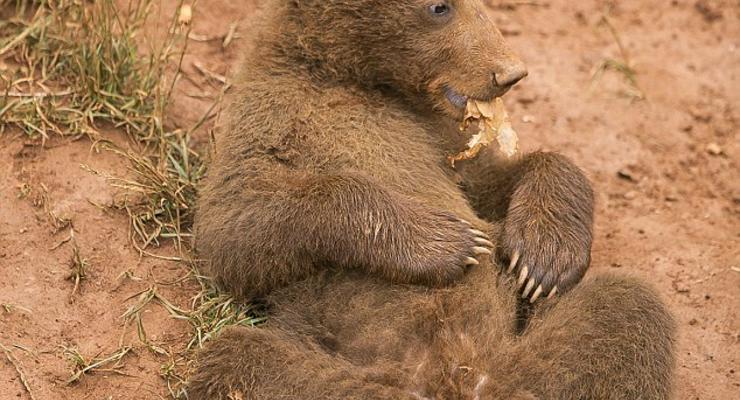 Милый, когда ленивый: Медвежонок отказывается резвиться с братьями (ФОТО)