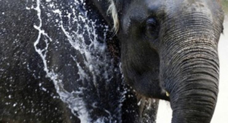 В Южной Африке пьяный турист испугал слона