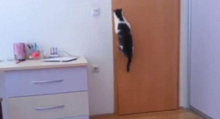 Умный кот научился самостоятельно открывать двери (ВИДЕО)
