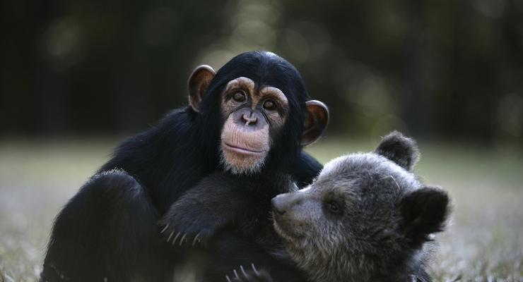 Медвежонок и шимпанзе стали лучшими друзьями (ФОТО)