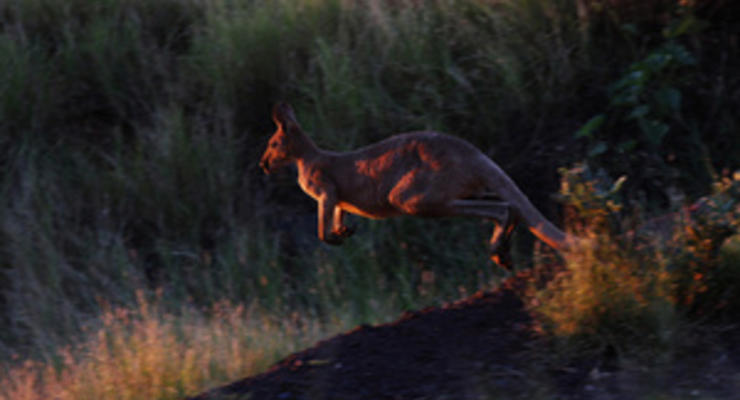 В Австралии на депутата напал кенгуру