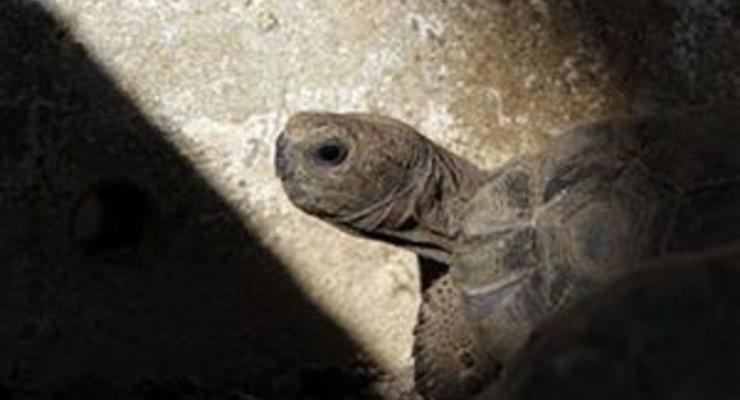 Пережившая пятерых британских монархов черепаха стала жертвой садовой крысы