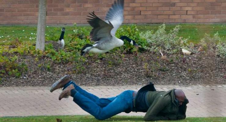 Злобная утка терроризирует студенческий городок (ФОТО)