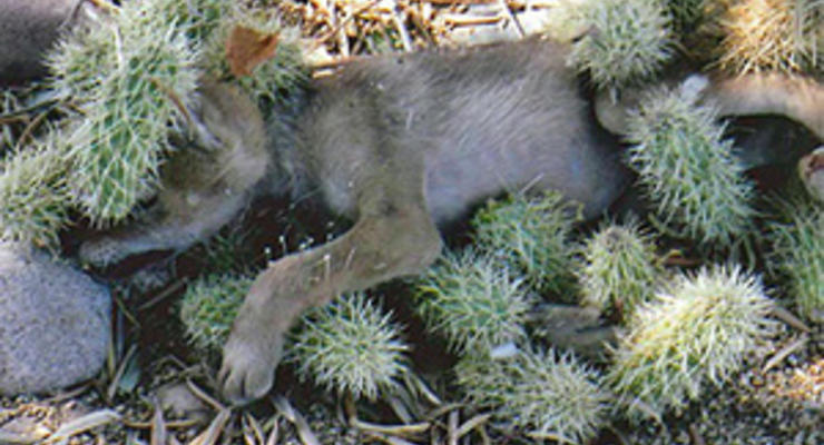 В США спасли покрытого кактусами койота