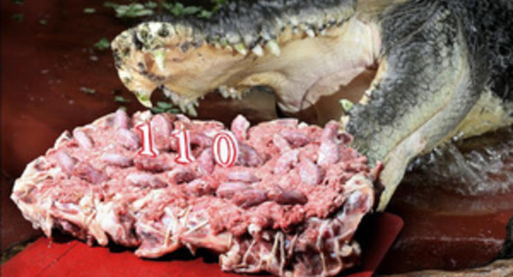 В Австралии крокодил-долгожитель получил на 110-летие торт из цыплят