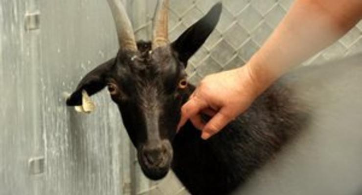 В США сбежавшая с бойни коза устроила пробку на шоссе