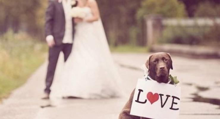 Любвеобильная собака чуть не сорвала свадьбу (ВИДЕО)