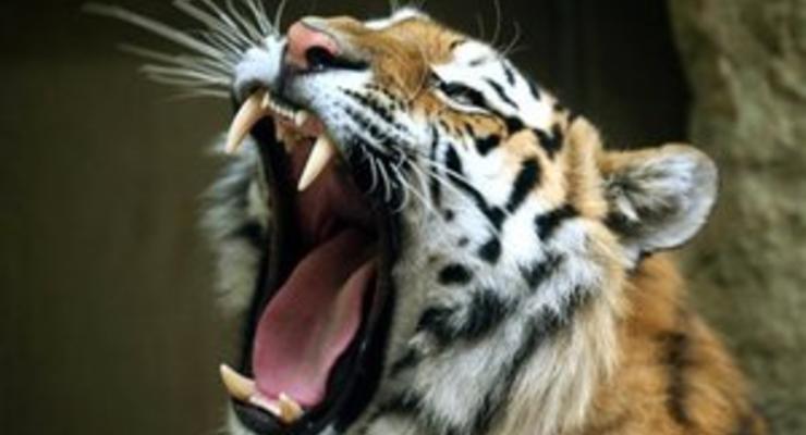 Во Флориде из желудка тигра удалили почти двухкилограммовый комок шерсти