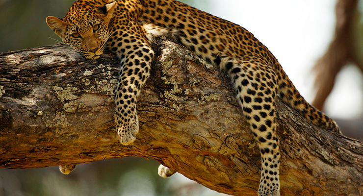 Животные недели: сонный леопард и собака-контрабас
