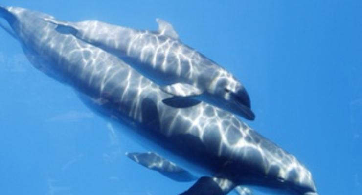 В одесском дельфинарии родился дельфиненок