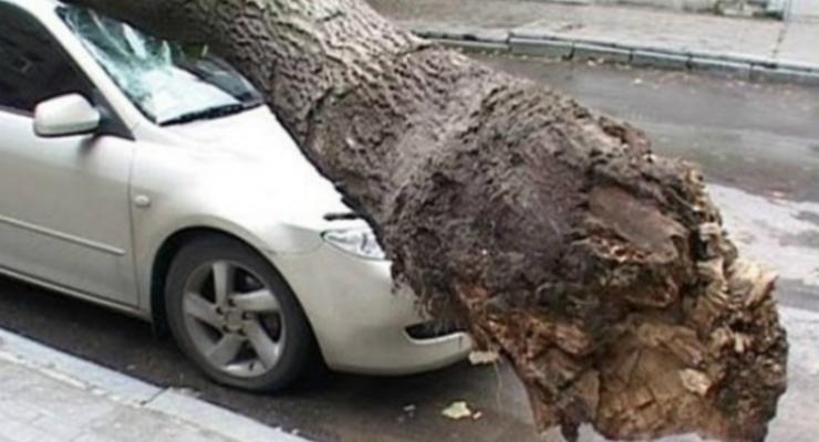 В центре Киева ветром дерево повалило на Mercedes