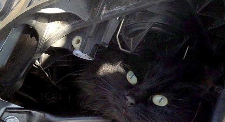 Кошка проездила под капотом автомобиля две недели