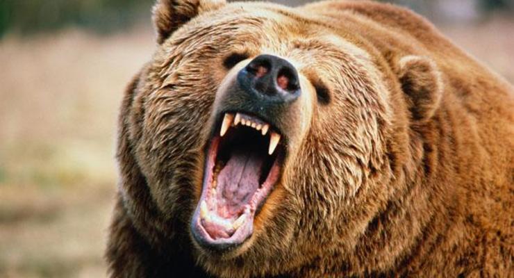 Отважный пастух убил медведя голыми руками (ФОТО)