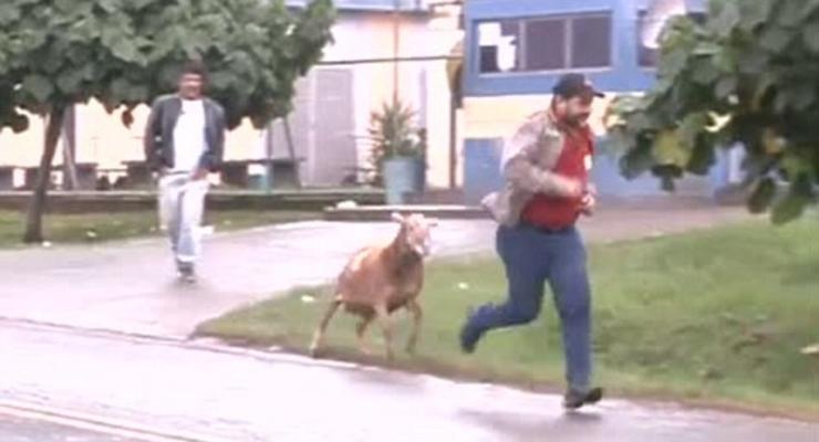 Злобный козел не дает жизни прохожим в Бразилии (ВИДЕО)