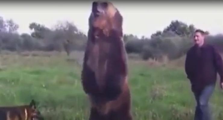 Талантливый медведь стал звездой Интернета (ВИДЕО)