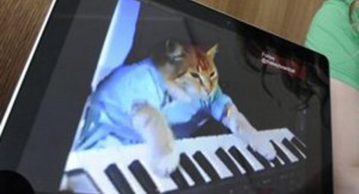 В Англии открылась вакансия специалиста по кошачьему видео