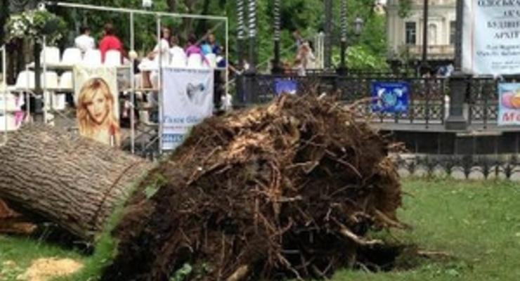 В Одесской области ураган повалил около трех тысяч деревьев