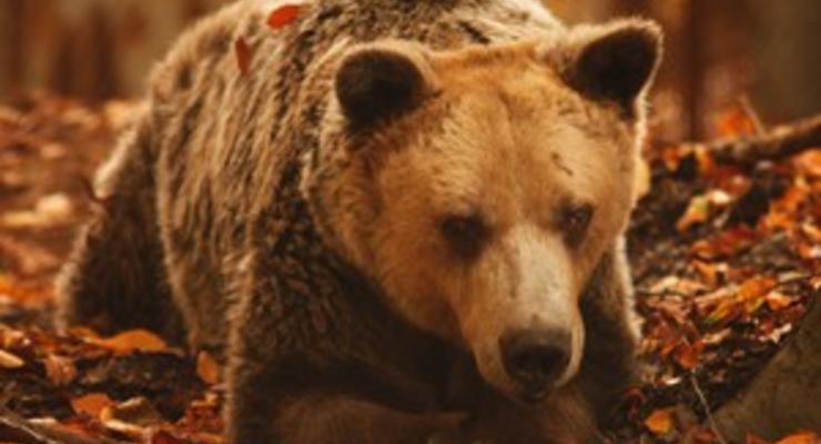 В Греции умер старейший в мире медведь