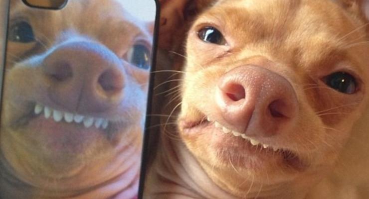 Уродливая собака покорила интернет (ФОТО)