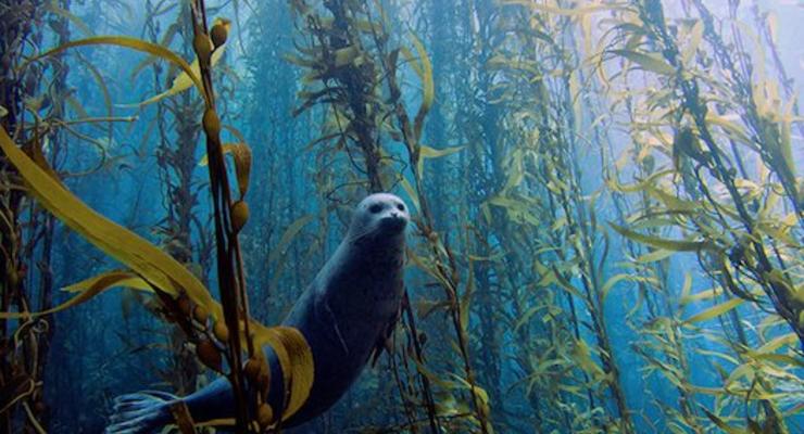 Чудеса подводного мира: 10 победителей конкурса фотографий