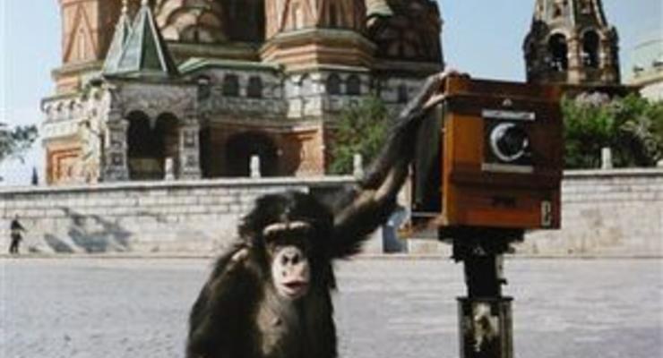 Фотографии, сделанные шимпанзе на Красной площади, продали за 50 тысяч фунтов
