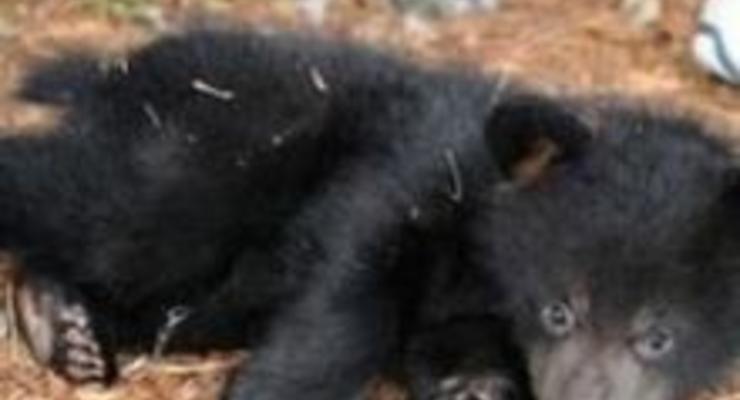 В Киевском зоопарке дети-сироты выбрали имя для медвежонка