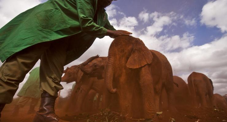 Открыт уникальный детский дом для слонов (ФОТО)