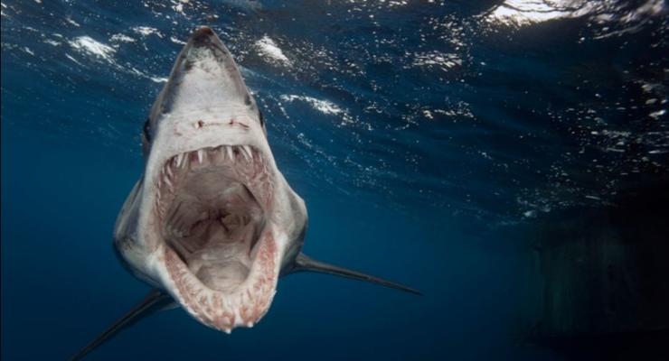 Ужасная пасть акулы и танцы рыб: лучшие подводные фотографии года