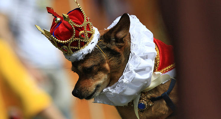 Кубок Барбоса в Киеве: праздник для собак и их хозяев